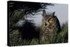 Great Horned Owl in Pine Tree, Colorado-Richard and Susan Day-Stretched Canvas