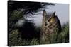 Great Horned Owl in Pine Tree, Colorado-Richard and Susan Day-Stretched Canvas