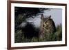 Great Horned Owl in Pine Tree, Colorado-Richard and Susan Day-Framed Photographic Print