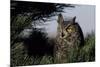 Great Horned Owl in Pine Tree, Colorado-Richard and Susan Day-Mounted Photographic Print