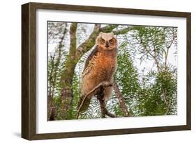 Great horned owl perched on branch, Texas, USA-Karine Aigner-Framed Photographic Print