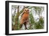 Great horned owl perched on branch, Texas, USA-Karine Aigner-Framed Photographic Print