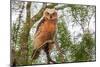 Great horned owl perched on branch, Texas, USA-Karine Aigner-Mounted Photographic Print