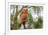 Great horned owl perched on branch, Texas, USA-Karine Aigner-Framed Photographic Print