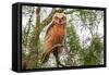 Great horned owl perched on branch, Texas, USA-Karine Aigner-Framed Stretched Canvas