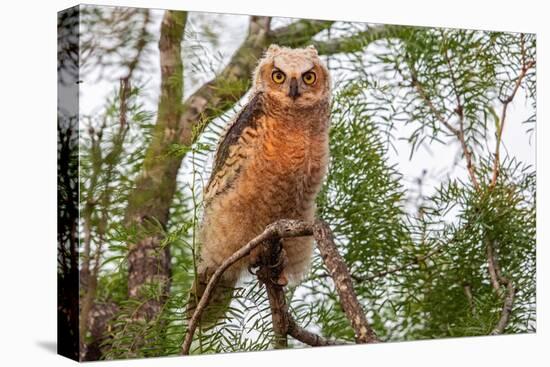Great horned owl perched on branch, Texas, USA-Karine Aigner-Stretched Canvas