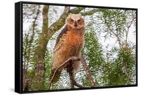 Great horned owl perched on branch, Texas, USA-Karine Aigner-Framed Stretched Canvas
