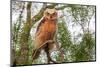 Great horned owl perched on branch, Texas, USA-Karine Aigner-Mounted Photographic Print