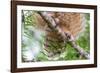 Great horned owl perched on branch, Texas, USA-Karine Aigner-Framed Photographic Print