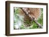 Great horned owl perched on branch, Texas, USA-Karine Aigner-Framed Photographic Print