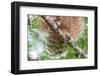 Great horned owl perched on branch, Texas, USA-Karine Aigner-Framed Photographic Print