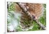 Great horned owl perched on branch, Texas, USA-Karine Aigner-Framed Photographic Print