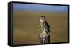Great Horned Owl Perching on Post-W. Perry Conway-Framed Stretched Canvas