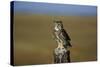 Great Horned Owl Perching on Post-W. Perry Conway-Stretched Canvas