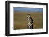 Great Horned Owl Perching on Post-W. Perry Conway-Framed Photographic Print