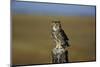 Great Horned Owl Perching on Post-W. Perry Conway-Mounted Photographic Print