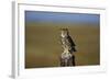 Great Horned Owl Perching on Post-W. Perry Conway-Framed Photographic Print