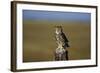 Great Horned Owl Perching on Post-W. Perry Conway-Framed Photographic Print