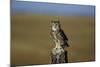 Great Horned Owl Perching on Post-W. Perry Conway-Mounted Photographic Print