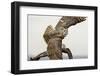 Great Horned Owl, Sonora Desert , Tucson, Arizona, Usa-Chuck Haney-Framed Photographic Print