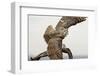 Great Horned Owl, Sonora Desert , Tucson, Arizona, Usa-Chuck Haney-Framed Photographic Print