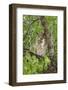 Great-horned owl watches intently while sitting in Cottonwood tree in Arizona.-Brenda Tharp-Framed Photographic Print