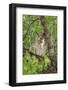 Great-horned owl watches intently while sitting in Cottonwood tree in Arizona.-Brenda Tharp-Framed Photographic Print