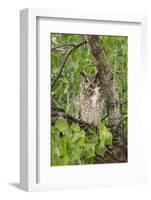 Great-horned owl watches intently while sitting in Cottonwood tree in Arizona.-Brenda Tharp-Framed Photographic Print