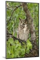 Great-horned owl watches intently while sitting in Cottonwood tree in Arizona.-Brenda Tharp-Mounted Photographic Print