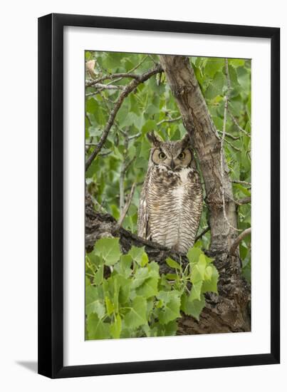 Great-horned owl watches intently while sitting in Cottonwood tree in Arizona.-Brenda Tharp-Framed Photographic Print