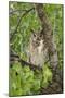 Great-horned owl watches intently while sitting in Cottonwood tree in Arizona.-Brenda Tharp-Mounted Photographic Print