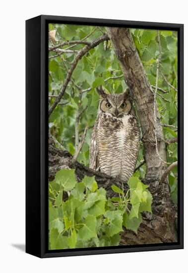 Great-horned owl watches intently while sitting in Cottonwood tree in Arizona.-Brenda Tharp-Framed Stretched Canvas