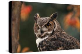 Great Horned Owl with Blurred Autumn Foliage-W^ Perry Conway-Stretched Canvas