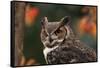 Great Horned Owl with Blurred Autumn Foliage-W^ Perry Conway-Framed Stretched Canvas