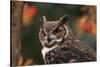 Great Horned Owl with Blurred Autumn Foliage-W^ Perry Conway-Stretched Canvas