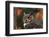 Great Horned Owl with Blurred Autumn Foliage-W^ Perry Conway-Framed Photographic Print