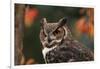 Great Horned Owl with Blurred Autumn Foliage-W^ Perry Conway-Framed Photographic Print