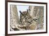 Great horned owl with fledglings, Malheur National Wildlife Refuge, Oregon.-William Sutton-Framed Photographic Print