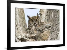 Great horned owl with fledglings, Malheur National Wildlife Refuge, Oregon.-William Sutton-Framed Photographic Print