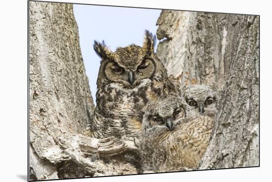 Great horned owl with fledglings, Malheur National Wildlife Refuge, Oregon.-William Sutton-Mounted Photographic Print