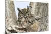 Great horned owl with fledglings, Malheur National Wildlife Refuge, Oregon.-William Sutton-Mounted Photographic Print