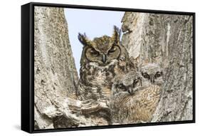 Great horned owl with fledglings, Malheur National Wildlife Refuge, Oregon.-William Sutton-Framed Stretched Canvas