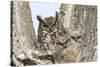 Great horned owl with fledglings, Malheur National Wildlife Refuge, Oregon.-William Sutton-Stretched Canvas