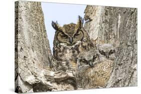 Great horned owl with fledglings, Malheur National Wildlife Refuge, Oregon.-William Sutton-Stretched Canvas