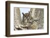 Great horned owl with fledglings, Malheur National Wildlife Refuge, Oregon.-William Sutton-Framed Photographic Print