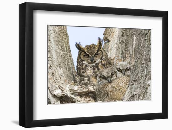 Great horned owl with fledglings, Malheur National Wildlife Refuge, Oregon.-William Sutton-Framed Photographic Print