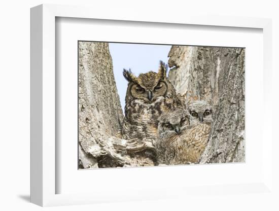 Great horned owl with fledglings, Malheur National Wildlife Refuge, Oregon.-William Sutton-Framed Photographic Print