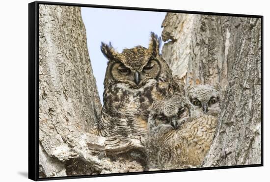 Great horned owl with fledglings, Malheur National Wildlife Refuge, Oregon.-William Sutton-Framed Stretched Canvas