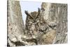 Great horned owl with fledglings, Malheur National Wildlife Refuge, Oregon.-William Sutton-Stretched Canvas