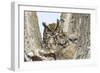 Great horned owl with fledglings, Malheur National Wildlife Refuge, Oregon.-William Sutton-Framed Photographic Print